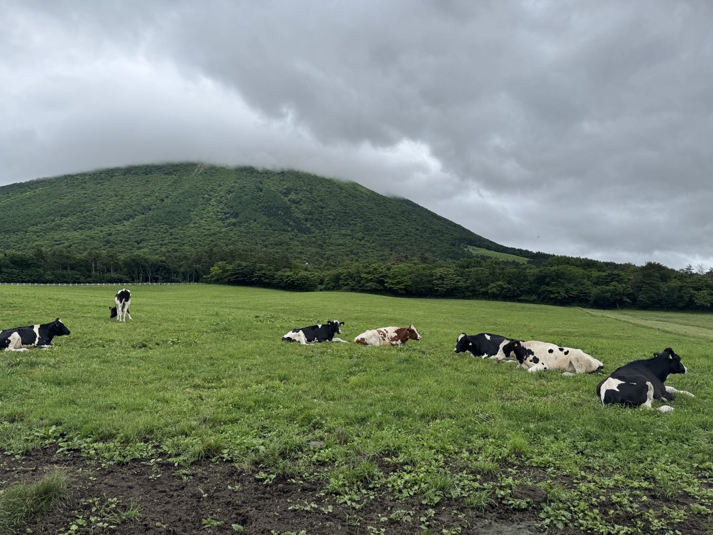 雲をかぶった大山と、草地でくつろぐ牛
